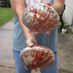 Real Nice 2 piece lot of 6 inch Polished Red Abalone shells- $40/lot