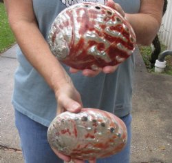 Two piece lot of 6 inch Polished Red Abalone shells buy these colorful shells for- $40/lot