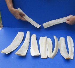 Genuine 10 piece lot of 9 to 12 Water Buffalo rib bones, buy these bones for - $45/lot