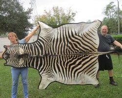 Genuine 95" x 64" B-Grade Zebra Skin Rug with felt backing for sale $950 (Adult Signature Required) 