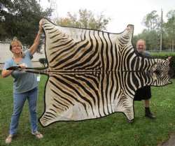 Genuine 103" x 66" B-Grade Zebra Skin Rug with felt backing, buy this one for $950 (Adult Signature Required) 