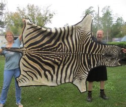 97" x 64" B-Grade Zebra Skin Rug with felt backing for sale $950 (Adult Signature Required) 