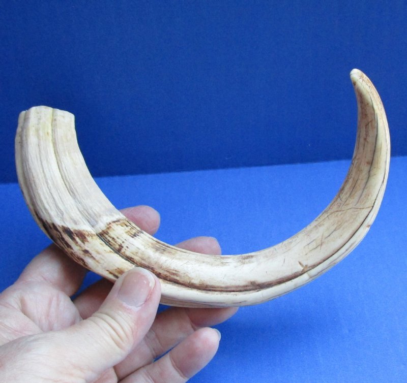Female Warthog Tusk, Warthog Ivory