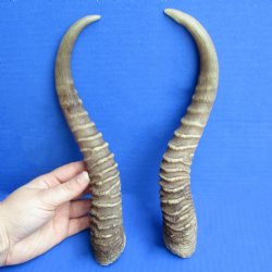 11" Male Springbok Horn Pair - $28