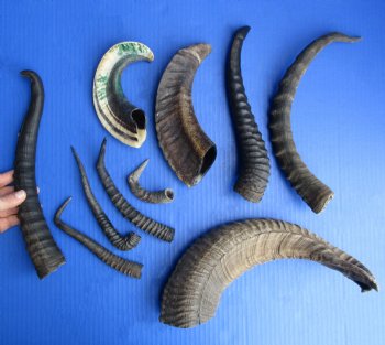 10pc Assortment of Odd Horns, 5" to 16" - $60