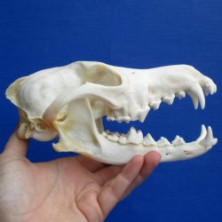 A-Grade Coyote Skull, 7-1/4" x 3-1/2" - $37