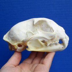 Bobcat Skull, 5" x 3-1/2" - $60