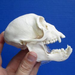 B-Grade Female African Vervet Monkey Skull w/ Male Jaw - $80
