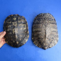 2 Red-Eared Slider Turtle Shells, 8" x 6" - $38