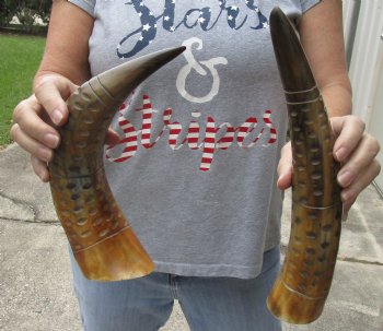 2 piece lot of Authentic Rustic Polished Carved Cattle/Cow horn with caved lines and oval design - $17/lot
