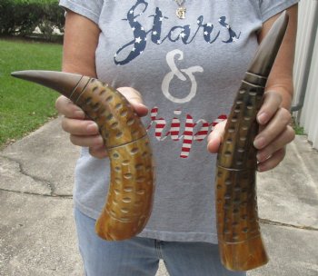 2 piece lot of Authentic Rustic Polished Carved Cattle/Cow horn with caved lines and oval design - $17/lot