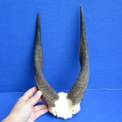 Bushbuck Skull Plate with 11" Horns - $45