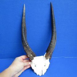 B-Grade Bushbuck Skull Plate with 11" Horns - $25