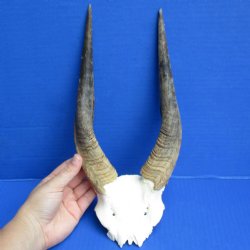 Small Bushbuck Skull Plate with 9" & 10" Horns - $40