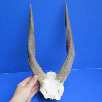 Bushbuck Skull Plate with 12" Horns - $45