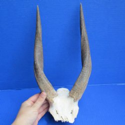 Bushbuck Skull Plate with 12" Horns - $45