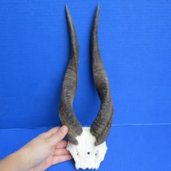 Bushbuck Skull Plate with 13" Horns - $45