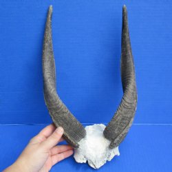B-Grade Bushbuck Skull Plate with 12" Horns - $25