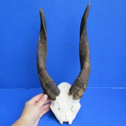 B-Grade Bushbuck Skull Plate with 12" & 13" Horns - $30