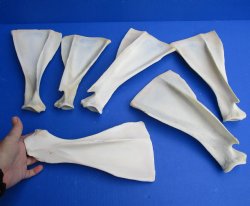 Genuine 9 to 11 inch Blesbok Shoulder Blade Bones - buy this 6 piece lot for $45