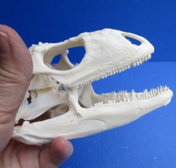 Buy this A-Grade HUGE North American Iguana skull for $85