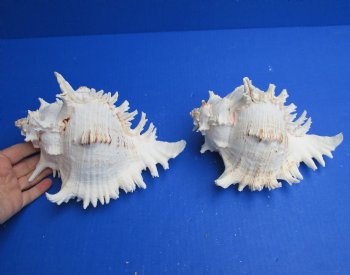Authentic Murex Ramosus, giant murex shells, 8 inches - buy this 2 pc lot now for $25
