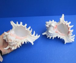 For Sale - 2 pc lot of 8 inch Murex Ramosus, giant murex shell - $25