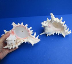 2 pc lot of Beautiful 8 inch Murex Ramosus, giant murex shells - Buy now for $25/lot