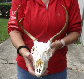 3 point Whitetail Deer skull with 11 inch wide horns - $75