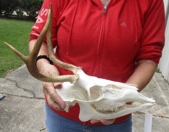 3 point Whitetail Deer skull with 11 inch wide horns - $75