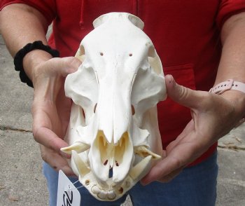 Wild Boar Skull 12 inches, buy this skull for - $50