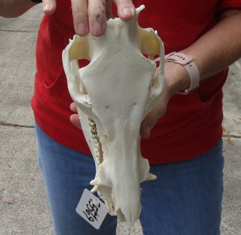 Wild Boar Skull 12 inches, buy this skull for - $50