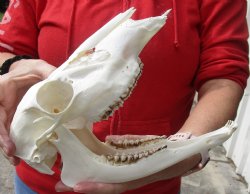 B-Grade Whitetail deer skull (doe) with bottom jaw measuring 10 inches long for sale - $40