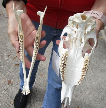 B-Grade Whitetail deer skull (doe) with bottom jaw measuring 10 inches long for sale - $40
