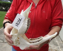 Authentic Whitetail deer skull (doe) with bottom jaw measuring 11 inches long for sale - $50
