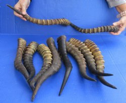 10 Piece Lot Of Authentic Male Blesbok Horns 14 To 17 inches, Available For Sale $95/lot
