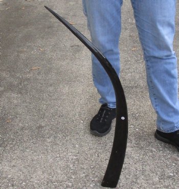 33 inch polished long buffalo horn for sale - $17