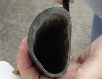 33 inch polished long buffalo horn for sale - $17