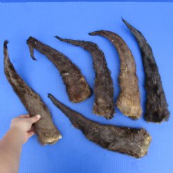 6 Otter Tails, Preserved with Formaldehyde - <font color=red>Special Price $20</font>