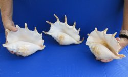 3 pc lot of Giant Spider Conchs 8 to 10 inches for sale $20
