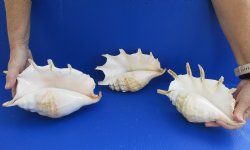3 pc lot of Giant Spider Conchs 8-1/2 to 9-1/2 inches buy this lot of 3 for $20