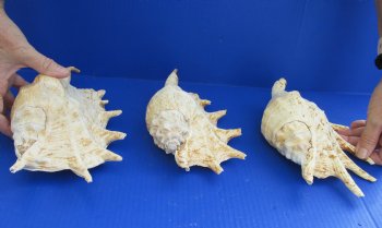 3 pc lot of Giant Spider Conchs 8-1/2 to 9-1/2 inches buy this lot of 3 for $20