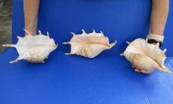 Authentic 3 pc lot of Giant Spider Conchs 9-1/2 to 10-1/2inches for sale $20