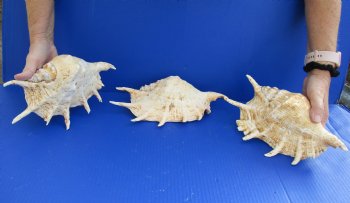 Authentic 3 pc lot of Giant Spider Conchs 9-1/2 to 10-1/2inches for sale $20