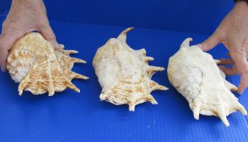 Authentic 3 pc lot of Giant Spider Conchs 9-1/2 to 10 inches for sale $20