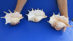 3 pc lot of Giant Spider Conchs 8 to 9 inches buy this lot of 3 for $20