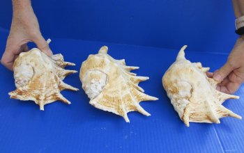 3 pc lot of Giant Spider Conchs 8 to 9 inches buy this lot of 3 for $20