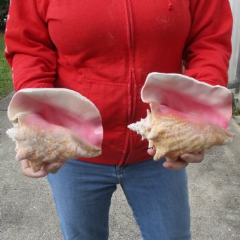 6" - 7" Pink Conchs, 2 pc - $24