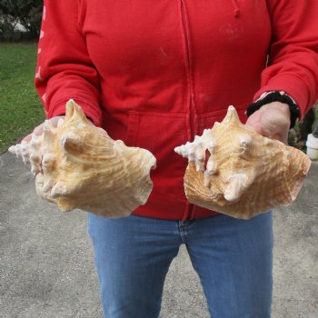6" - 7" Pink Conchs, 2 pc - $24