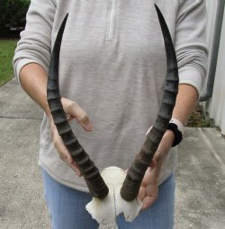Female Blesbok Skull Plate with 15 inch horns for sale $20